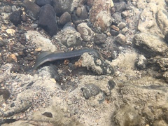 Lampetra richardsoni