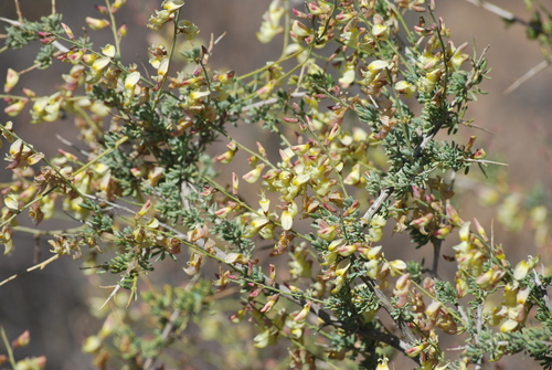 Image of Wiborgia mucronata by (c) Charles Stirton, some rights reserved (CC BY-SA)