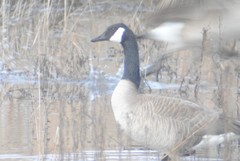 Branta canadensis moffitti