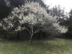 Prunus munsoniana