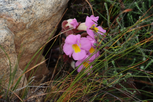 Image of Harveya purpurea by (c) Tony Rebelo, some rights reserved (CC BY-SA)
