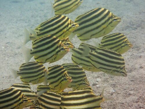 Buttefly fish (Microcanthus strigatus) — Kyphosidae — 5