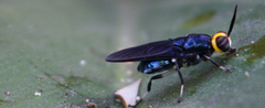 Cyphomyia varipes