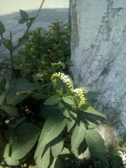 Heliotropium