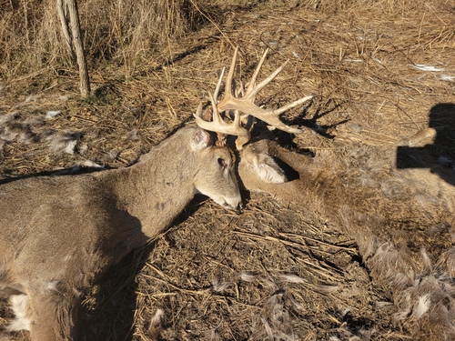 White-tailed Deer photographed in Ohio