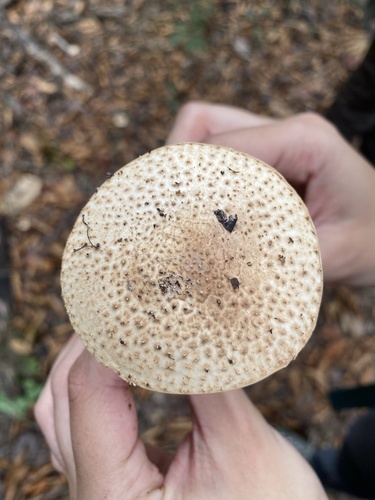 Echinoderma asperum image