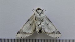 Furcula scolopendrina