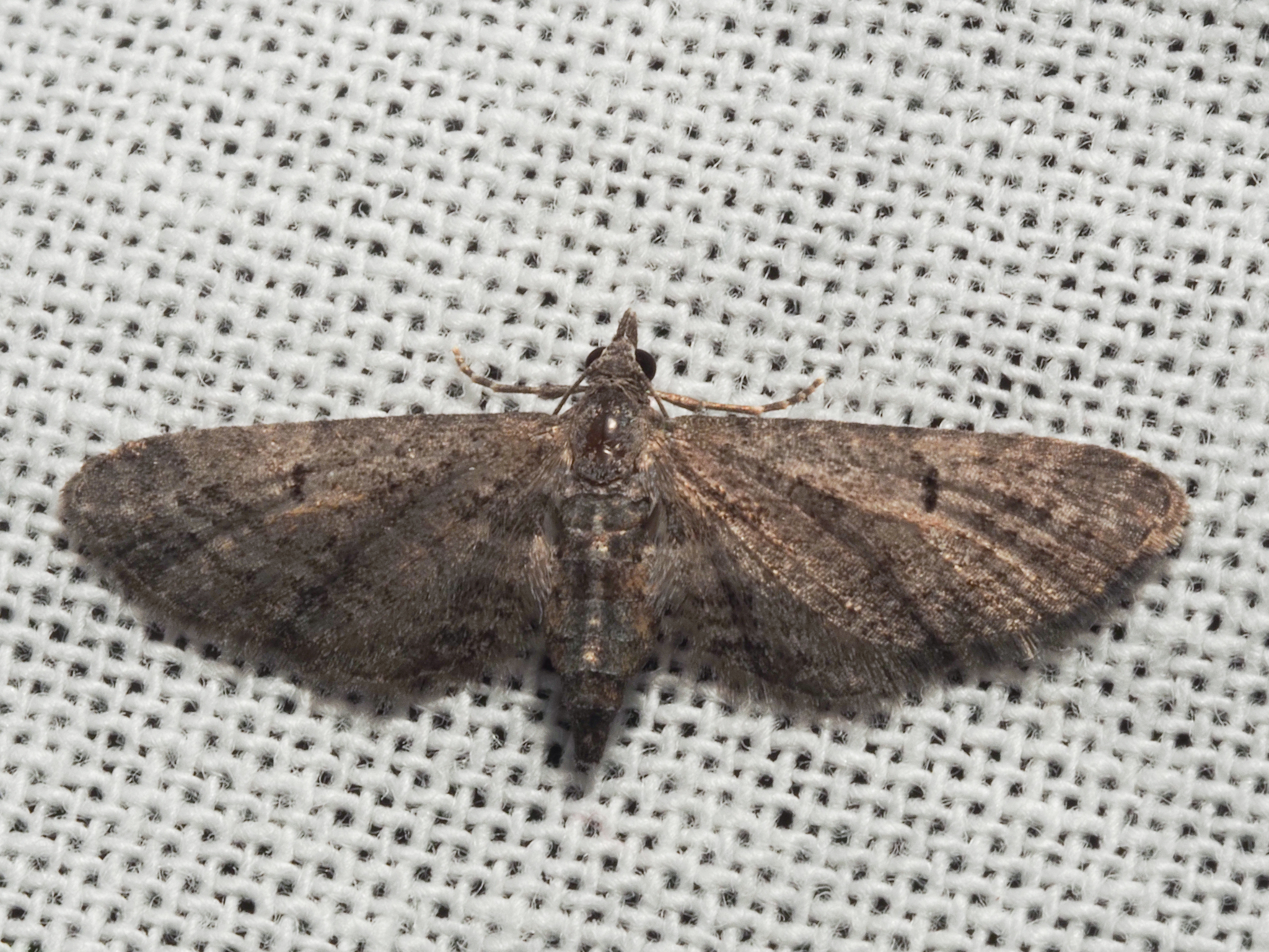 Eupithecia boryata