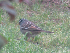 Zonotrichia leucophrys
