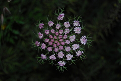 Daucus guttatus