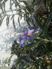 Solanum lanceolatum