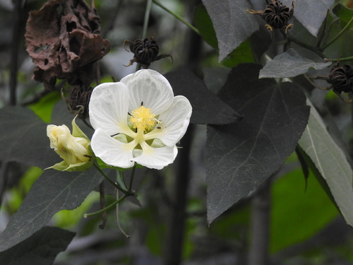 Callianthe nivea