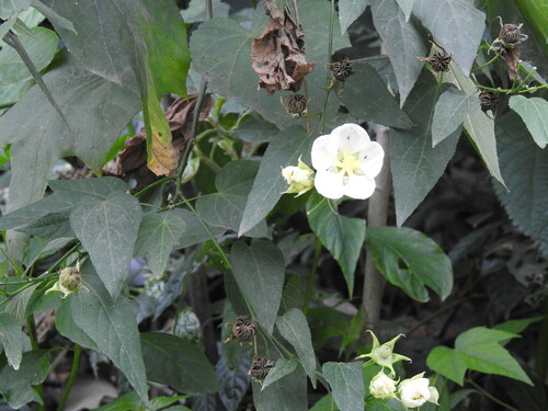 Callianthe nivea, photograph 1
