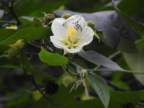 Callianthe nivea, photograph 2