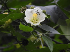 Leonel Roget, CC BY, iNaturalist via GBIF Callianthe nivea, photograph Leonel Roget, CC BY, iNaturalist via GBIF
