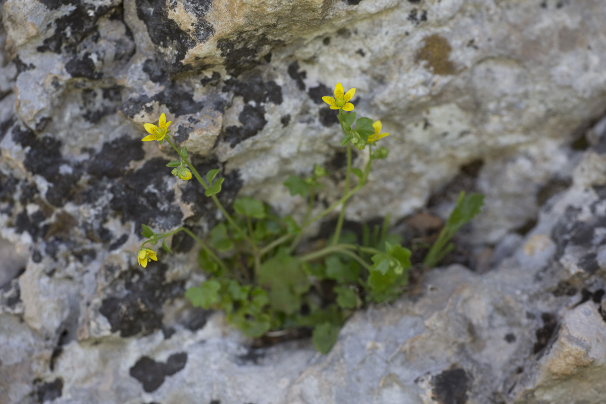 Saxifraga sibthorpii