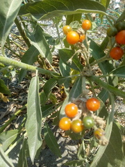 Solanum lanceolatum
