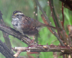 Zonotrichia albicollis