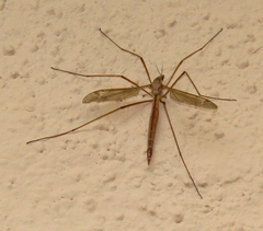 Tipulinae