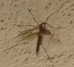 Tipulinae