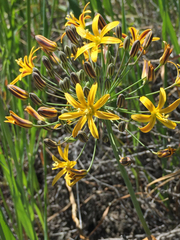 Bloomeria crocea