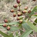Corymbia clandestina - Photo (c) Dean Nicolle, some rights reserved (CC BY-NC), uploaded by Dean Nicolle
