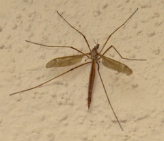 Tipulinae
