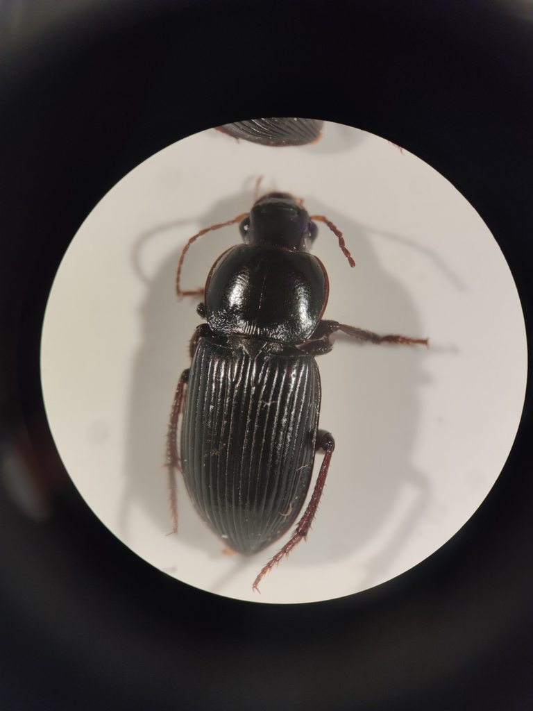 Discoderus robustus