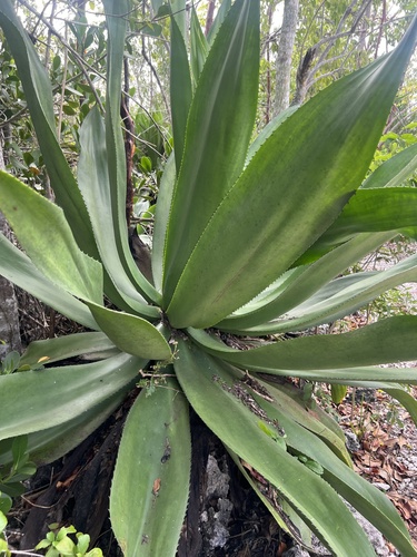 Agave caymanensis
