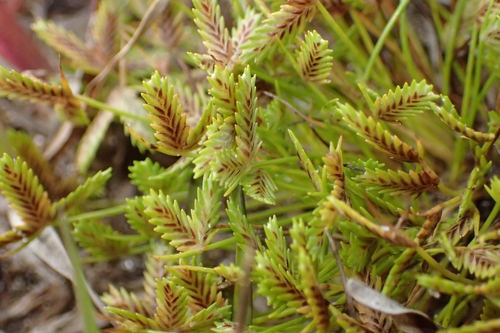 Image of Isolepis levynsiana by (c) Oscar Dove, some rights reserved (CC BY)