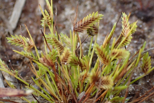 Image of Isolepis levynsiana by (c) Oscar Dove, some rights reserved (CC BY)