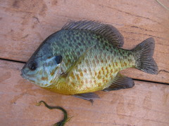 Lepomis gibbosus × macrochirus