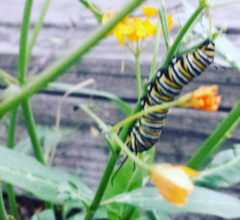 Danaus plexippus