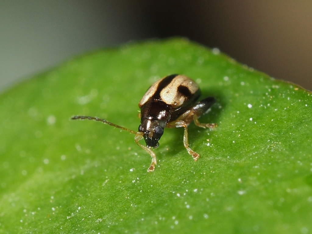 Longitarsus lateripunctatus
