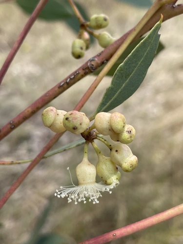 Eucalyptus cooperiana observed 2023-12-12