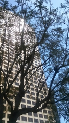 Jacaranda acutifolia