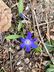 Scilla luciliae