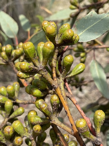 Yanchep Mallee (Eucalyptus argutifolia)