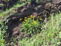 Lomatium hallii
