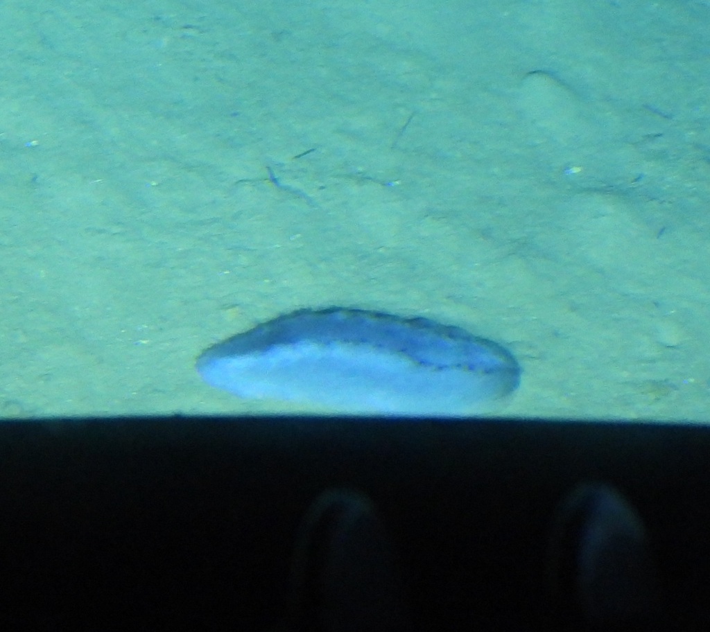 Benthothuria