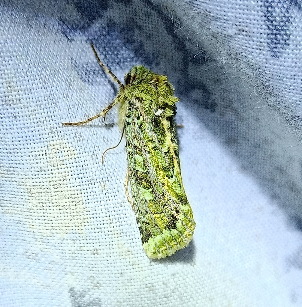 Mahoe-stripper moth from Waipawa 4274, New Zealand on December 14, 2023 ...