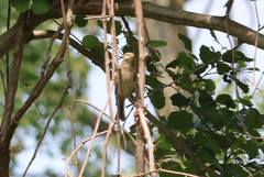 Passerina cyanea