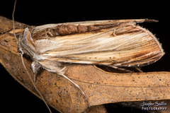 Cucullia convexipennis