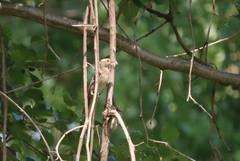 Passerina cyanea