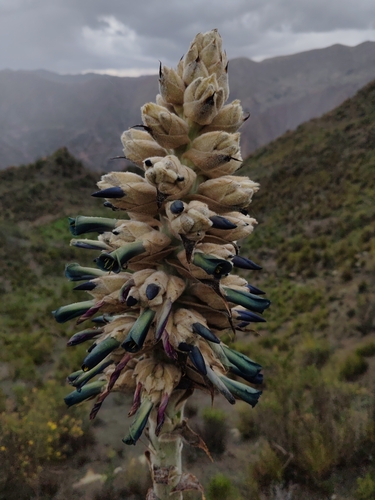 Puya herzogii, photograph 5
