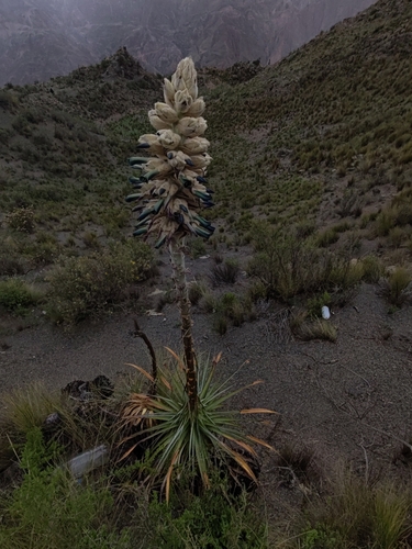 Puya herzogii, photograph 6