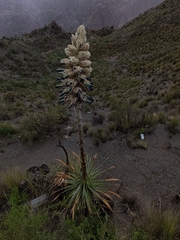 Puya herzogii, photograph (c) Alejandro Bruno Miranda-Calle, some rights reserved (CC BY)
