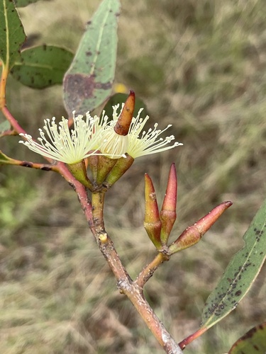 Eucalyptus × abdita Brooker & Hopper