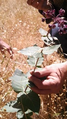 Asclepias cordifolia