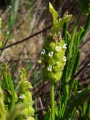 Lavandula viridis